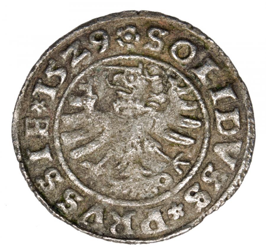 Szeląg 1529 Sigismond Ier la Vieille Pologne Toruń