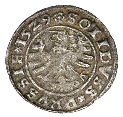 Szeląg 1529 Sigismond Ier la Vieille Pologne Toruń