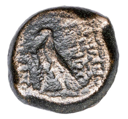Bronze 121-96 av. J.-C. Antiochus VIII Grypos Grèce Séleucide